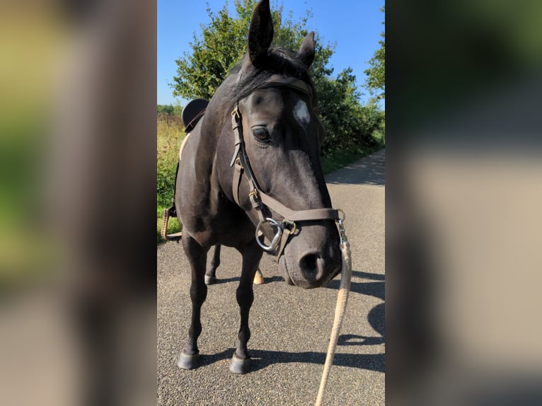 Quarter Pony Wallach 8 Jahre 156 cm Rappe in Escharen