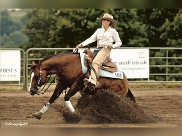 Quarter Pony Wallach 8 Jahre 156 cm Rappe in Escharen