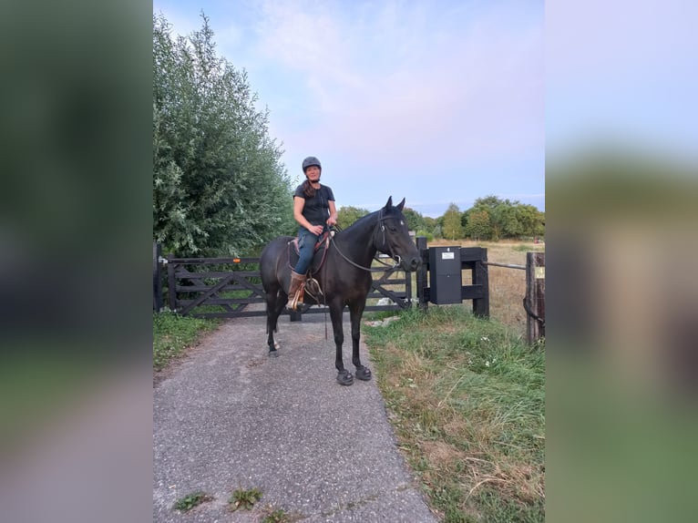 Quarter Pony Wallach 8 Jahre 156 cm Rappe in Escharen
