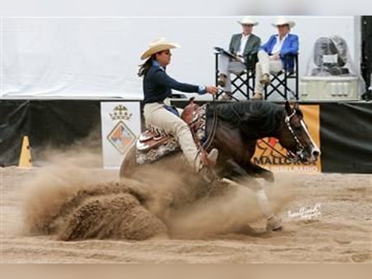 Quarter Pony Wallach 8 Jahre 156 cm Rappe in Escharen