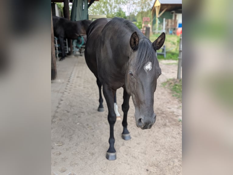 Quarter Pony Wallach 8 Jahre 156 cm Rappe in Escharen
