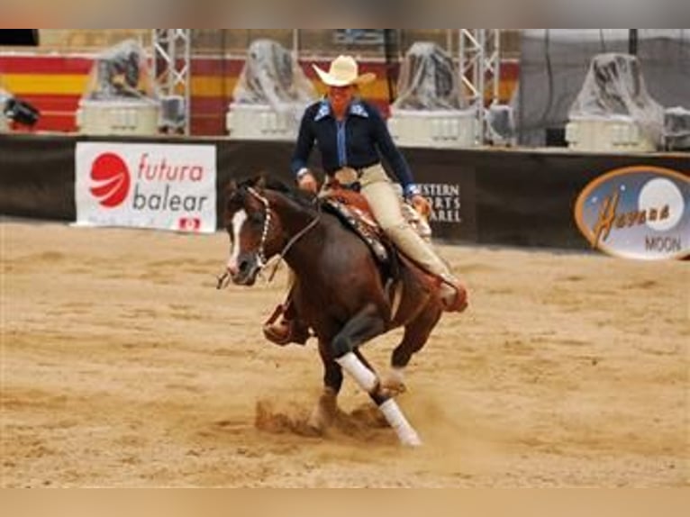 Quarter Pony Wallach 8 Jahre 156 cm Rappe in Escharen