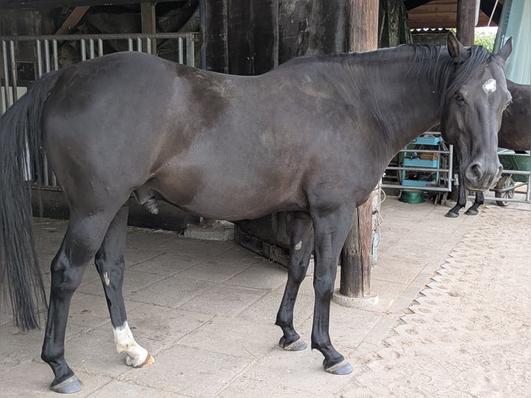 Quarter Pony Wallach 8 Jahre 156 cm Rappe in Escharen