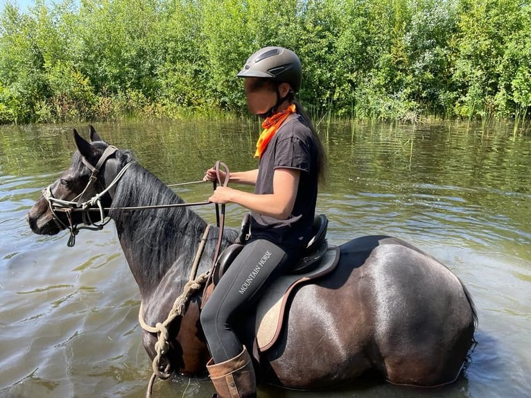 Quarter Pony Wallach 8 Jahre 156 cm Rappe in Escharen