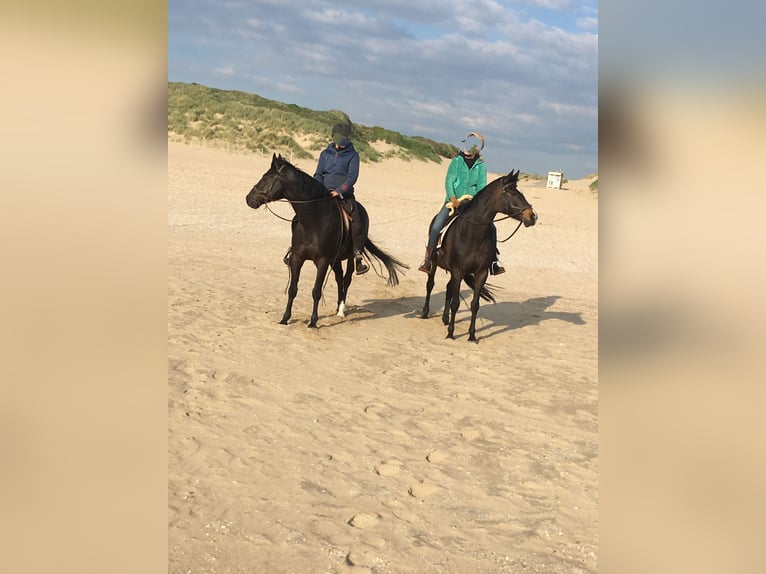 Quarter Pony Wallach 8 Jahre 156 cm Rappe in Escharen