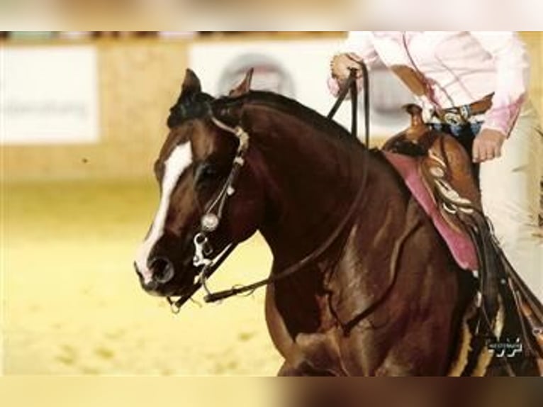 Quarter Pony Wallach 8 Jahre 156 cm Rappe in Escharen