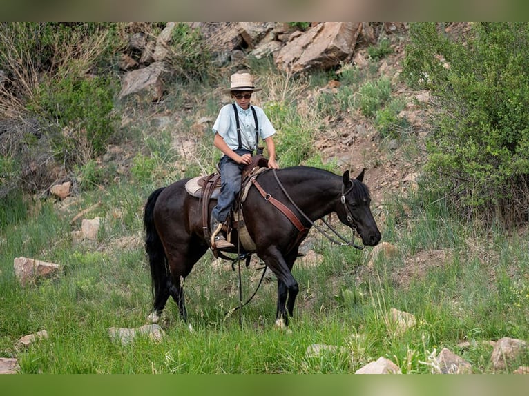 Quarter Pony Mix Wallach 8 Jahre Rappe in Westcliffe