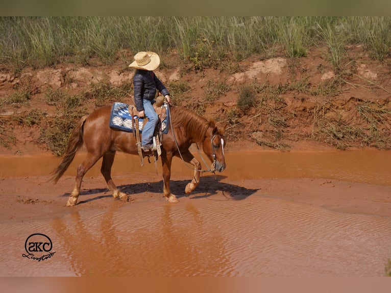 Quarter Pony Wallach 8 Jahre Rotfuchs in Canyon