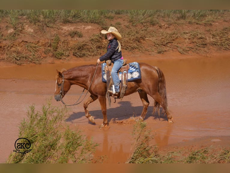 Quarter Pony Wallach 8 Jahre Rotfuchs in Canyon
