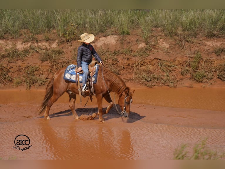 Quarter Pony Wallach 8 Jahre Rotfuchs in Canyon