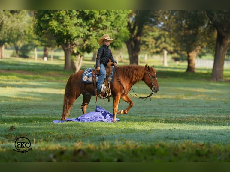 Quarter Pony Wallach 8 Jahre Rotfuchs in Canyon