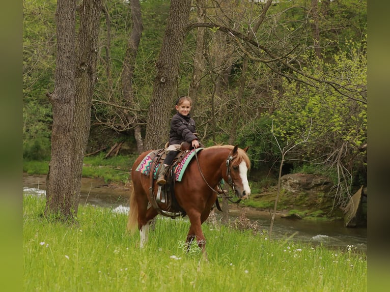 Quarter Pony Wallach 8 Jahre Rotfuchs in Millersburg