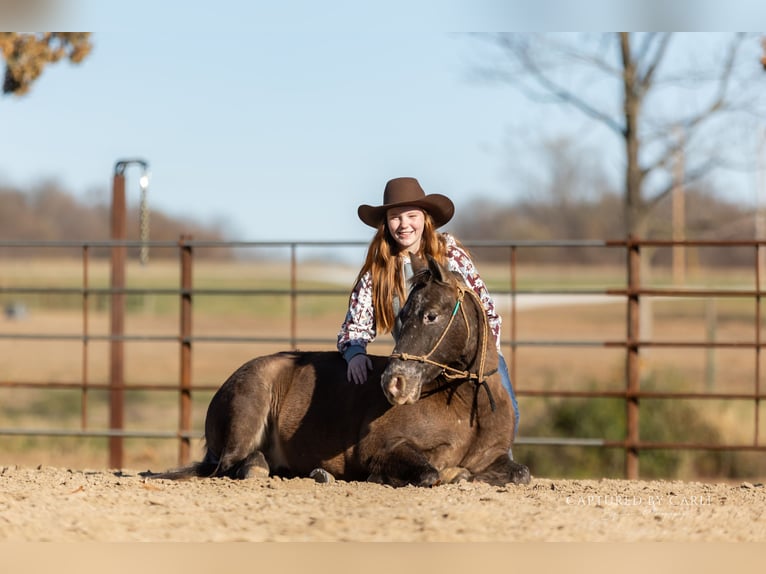 Quarter Pony Wallach 9 Jahre 122 cm in Lewistown