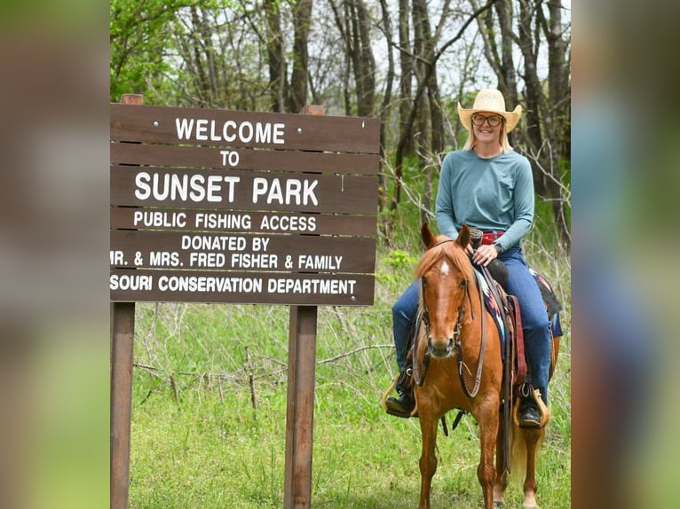 Quarter Pony Wallach 9 Jahre 132 cm Rotfuchs in Corsica, SD