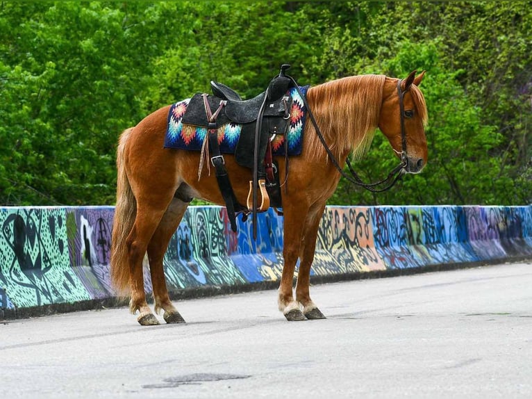 Quarter Pony Wallach 9 Jahre 132 cm Rotfuchs in Corsica, SD