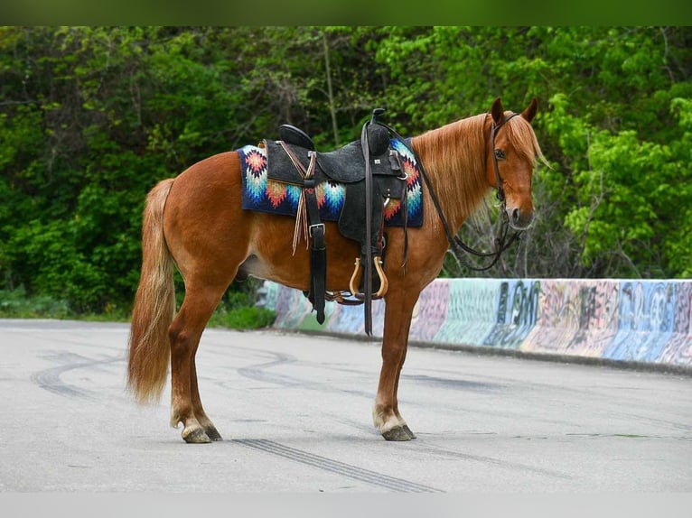 Quarter Pony Wallach 9 Jahre 132 cm Rotfuchs in Corsica, SD