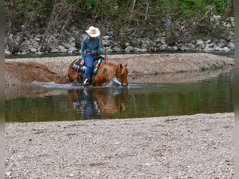 Quarter Pony Wallach 9 Jahre 132 cm Rotfuchs in Corsica, SD