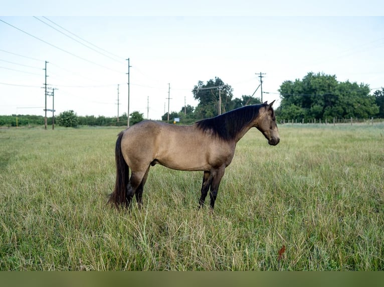 Quarter Pony Wallach 9 Jahre 132 cm in Waterford, CA