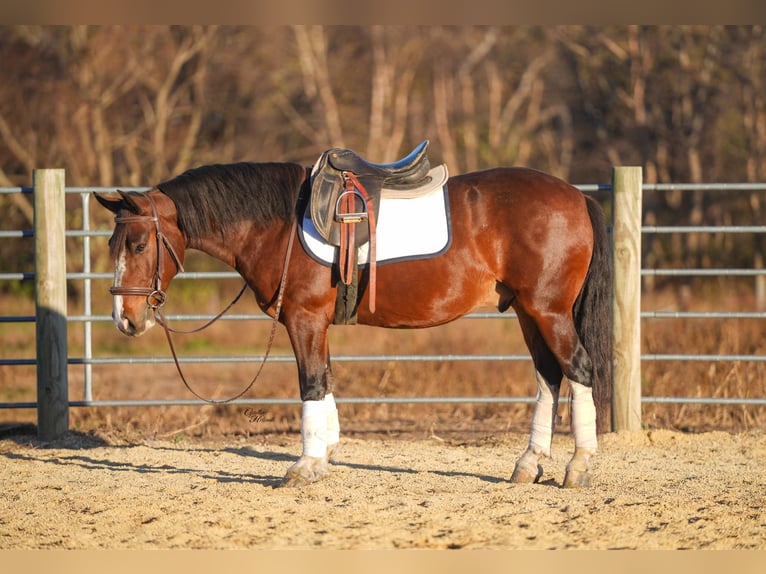 Quarter Pony Wallach 9 Jahre 137 cm Rotbrauner in Independence
