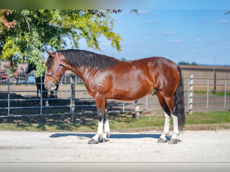 Quarter Pony Wallach 9 Jahre 137 cm Rotbrauner in Independence