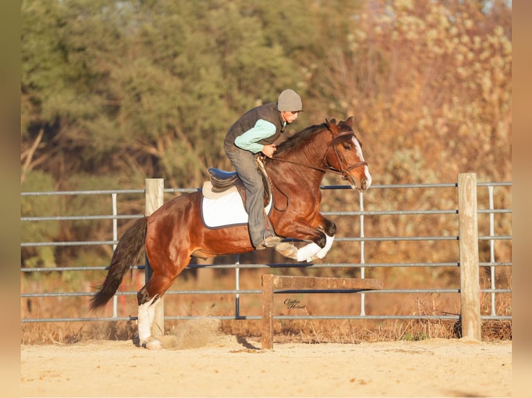 Quarter Pony Wallach 9 Jahre 137 cm Rotbrauner in Independence