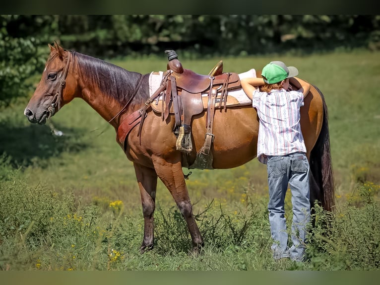 Quarter Pony Wallach 9 Jahre 140 cm Rotbrauner in Culleoka