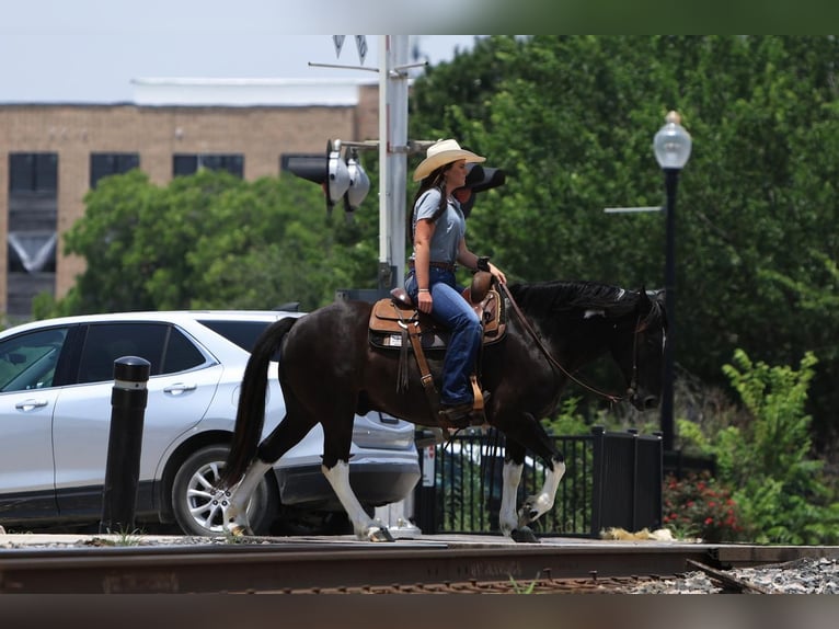 Quarter Pony Wallach 9 Jahre 142 cm in Joshua, TX