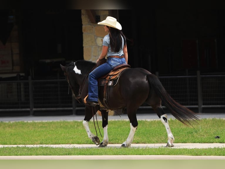 Quarter Pony Wallach 9 Jahre 142 cm in Joshua, TX