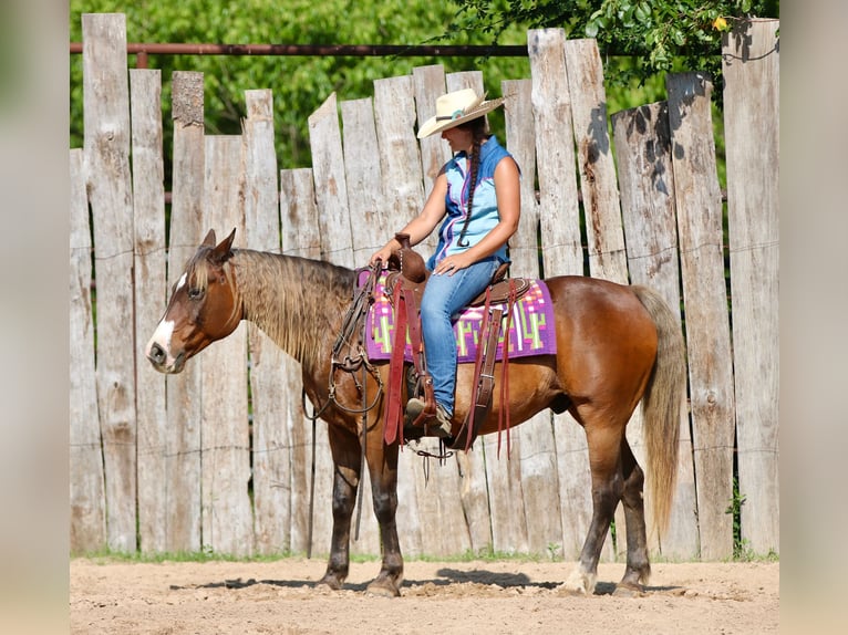Quarter Pony Wallach 9 Jahre 142 cm Rotbrauner in Athens