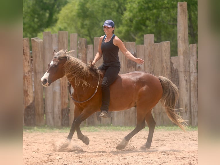 Quarter Pony Wallach 9 Jahre 142 cm Rotbrauner in Athens