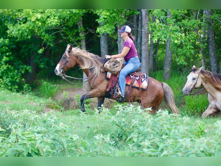 Quarter Pony Wallach 9 Jahre 142 cm Rotbrauner in Athens