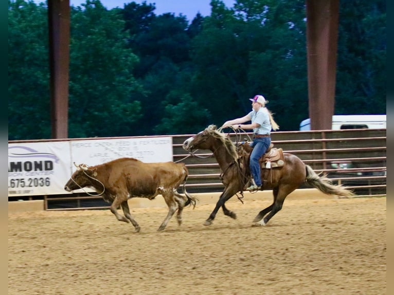 Quarter Pony Wallach 9 Jahre 142 cm Rotbrauner in Athens
