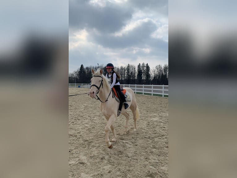 Quarter Pony Wallach 9 Jahre 154 cm White in Kranj