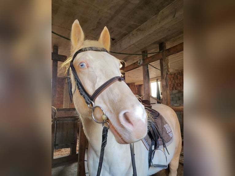 Quarter Pony Wallach 9 Jahre 154 cm White in Kranj
