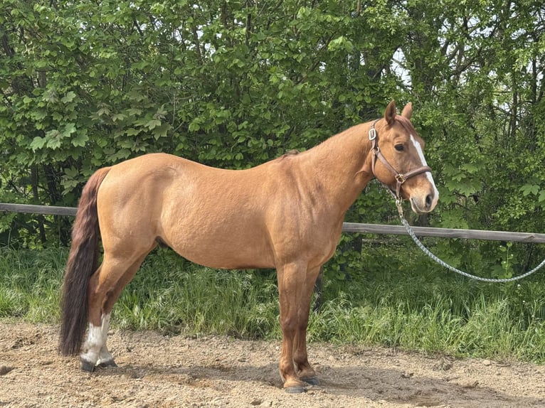 Quarter Pony Wallach 9 Jahre 155 cm Red Dun in Oberuckersee