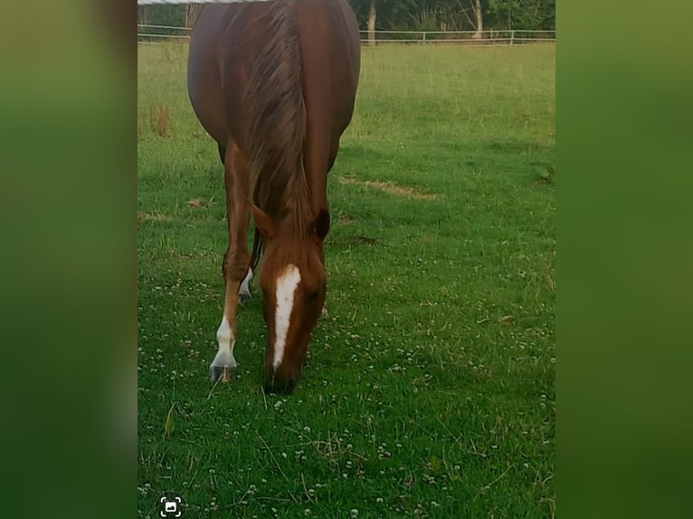 Quarter Pony Wallach 9 Jahre 160 cm Dunkelfuchs in Pöschendorf