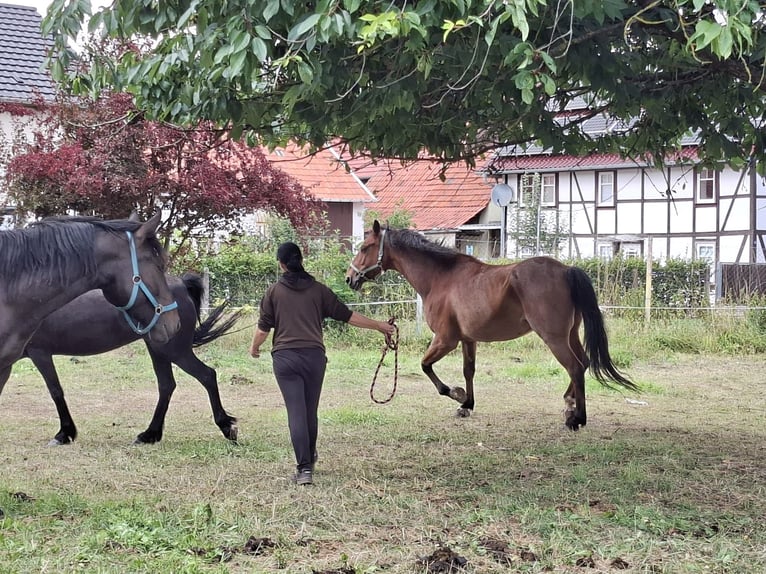 Quarter Pony Wallach 9 Jahre 164 cm Roan-Bay in Thüringen - Teistungen