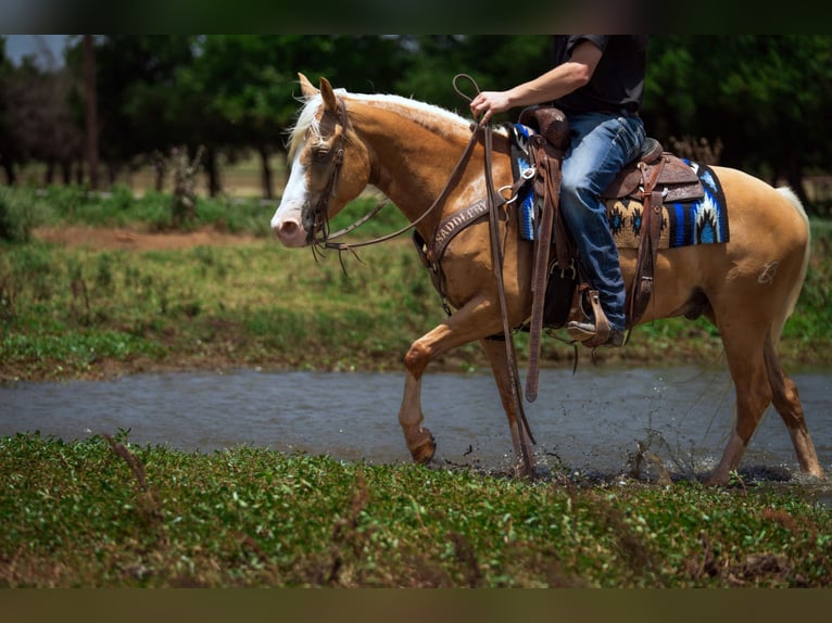 Quarter Pony Wallach 9 Jahre Palomino in Fort Worth