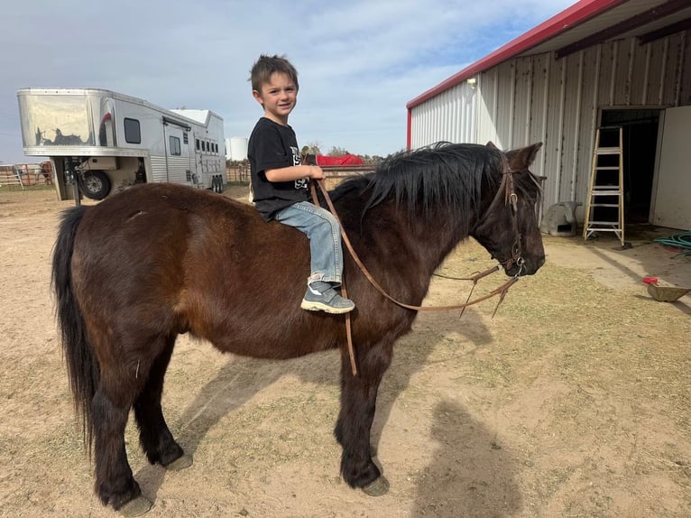 Quarter Pony Wallach 9 Jahre Rappe in Canyon