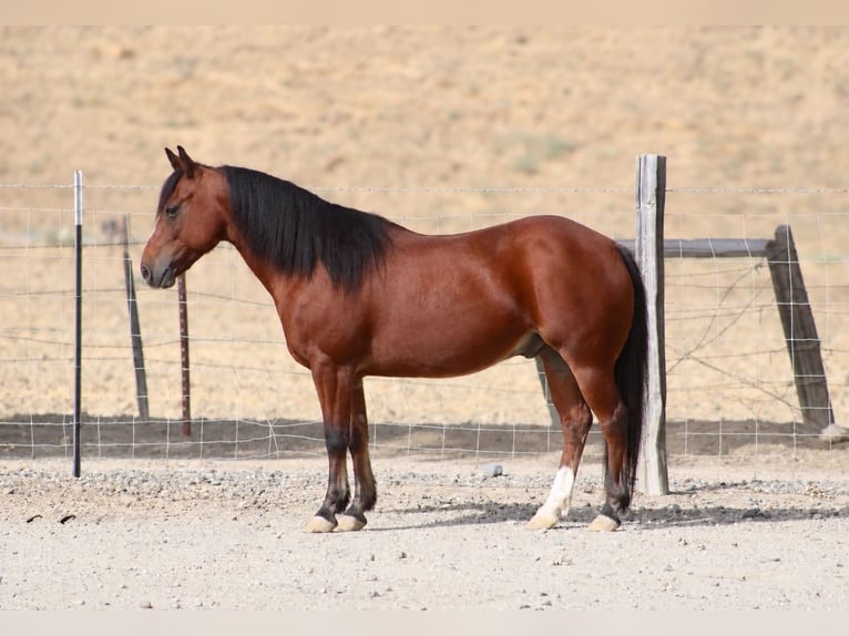 Quarter Pony Wallach 9 Jahre Rotbrauner in King City