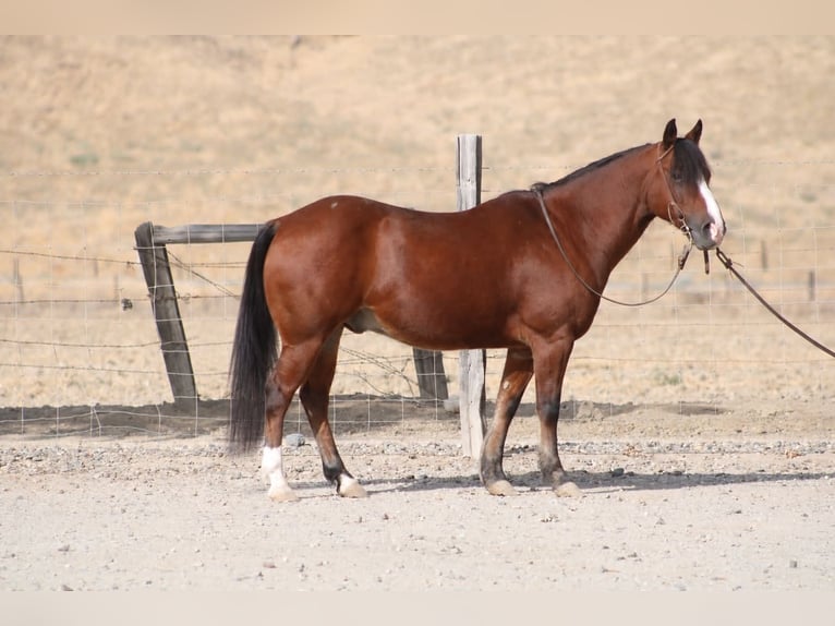 Quarter Pony Wallach 9 Jahre Rotbrauner in King City