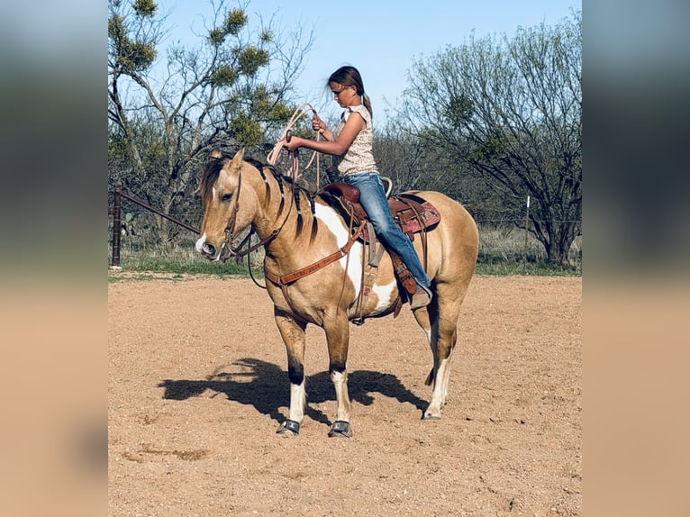 Quarter Pony Wallach 9 Jahre Schecke in Cisco