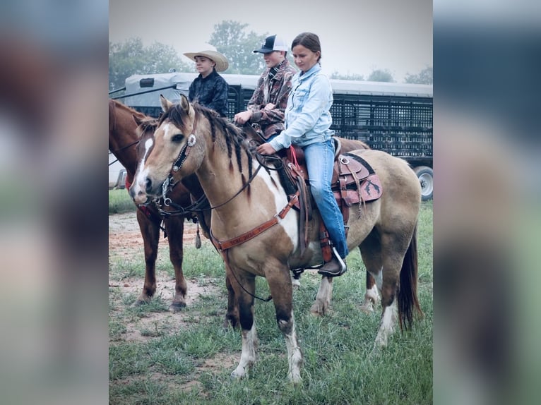 Quarter Pony Wallach 9 Jahre Schecke in Cisco