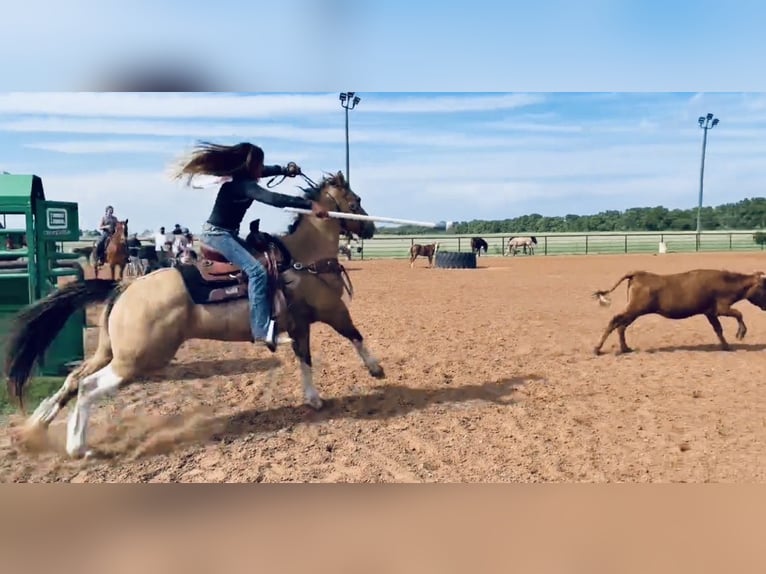 Quarter Pony Wallach 9 Jahre Schecke in Cisco