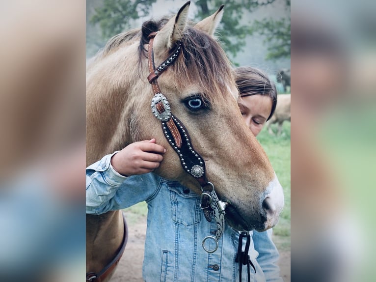 Quarter Pony Wallach 9 Jahre Schecke in Cisco