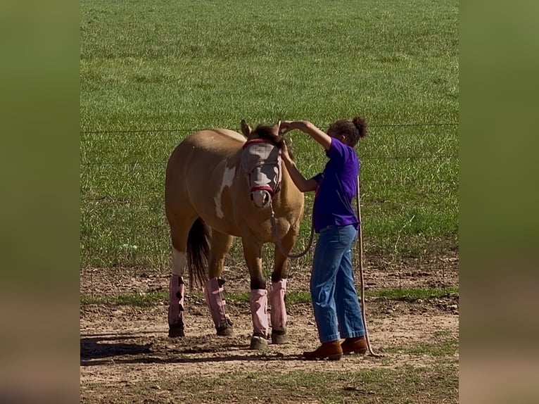 Quarter Pony Wallach 9 Jahre Schecke in Cisco