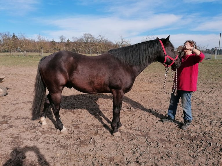 Quarterhäst Hingst 17 år 152 cm Svart in Wettringen
