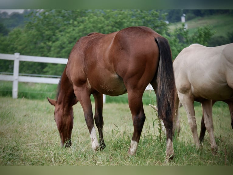 Quarterhäst Hingst 1 år 140 cm Brun in Limburg an der Lahn