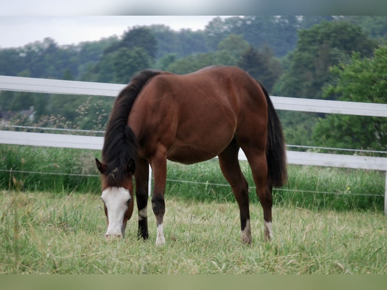 Quarterhäst Hingst 1 år 140 cm Brun in Limburg an der Lahn