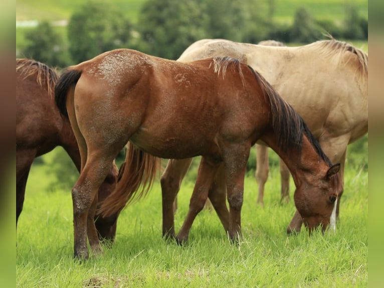 Quarterhäst Hingst 1 år 148 cm Brun in Waldshut-Tiengen